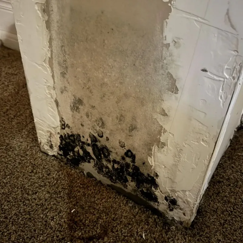 Professional Mold Removal in Ashland, NH